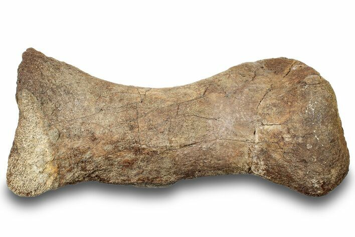 Hadrosaur (Edmontosaurus) Metatarsal (IV) - Wyoming #252284